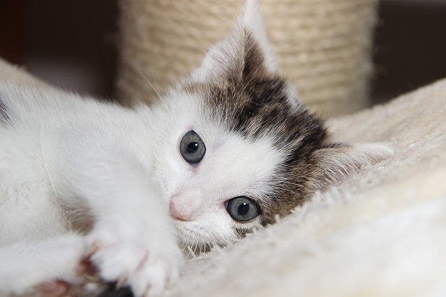 貓腸炎和貓瘟有什么區別？